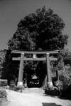 富士山周辺文化