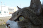 ̑