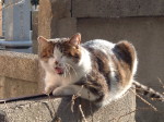 ̑