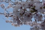 ̑