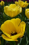 ̑