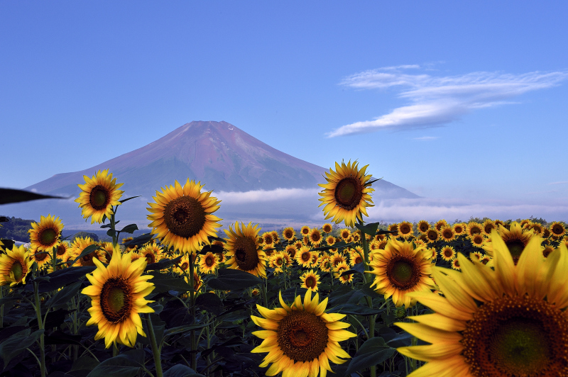 富士山画像作品