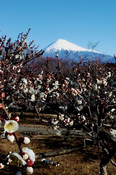 富士山画像記録