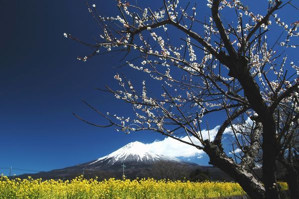 富士山画像記録