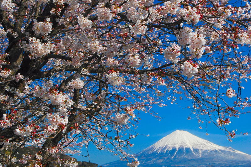 富士山画像作品