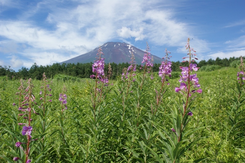 富士山周辺文化
