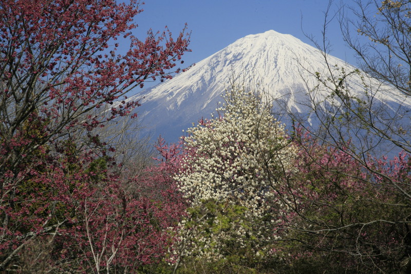 富士山画像記録