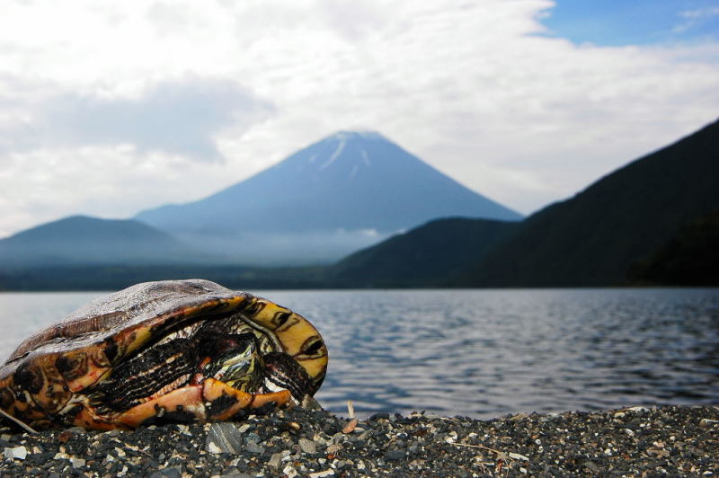 富士山画像記録