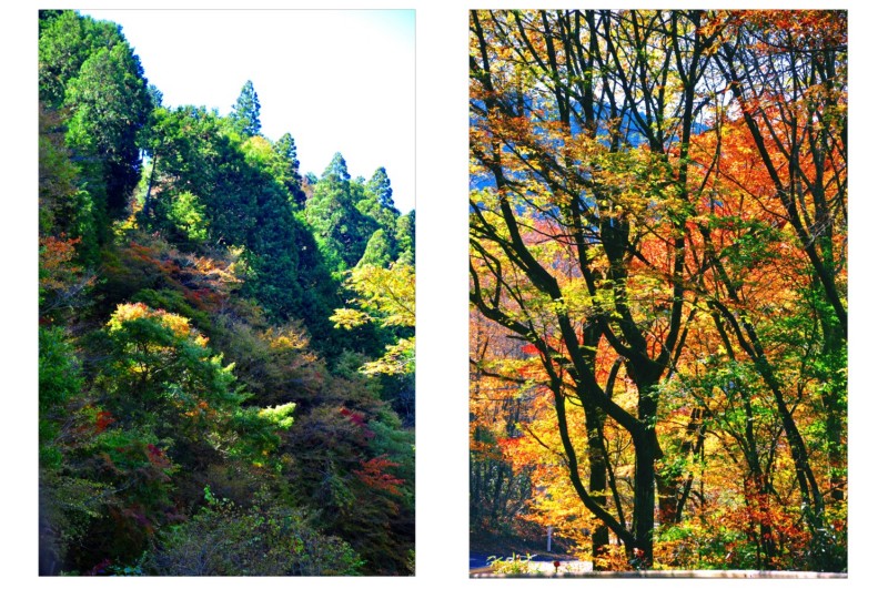風景一般