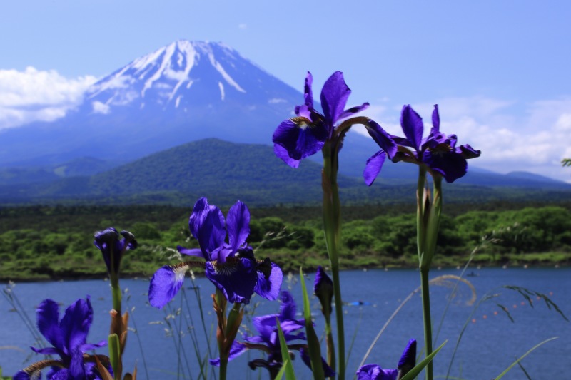 富士山画像作品