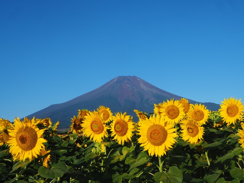 富士山画像作品