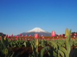 富士山画像記録