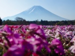 富士山画像記録