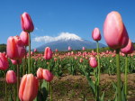 富士山画像記録