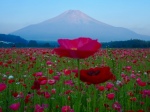 富士山画像記録