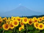 富士山画像記録