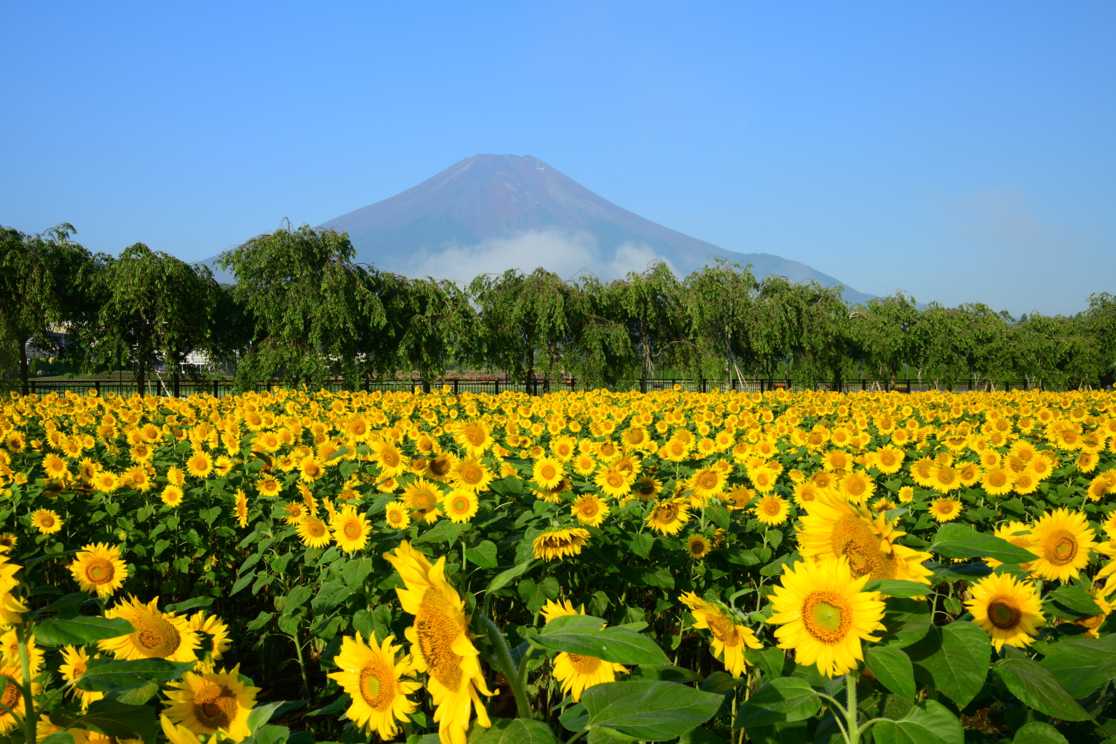 山一般