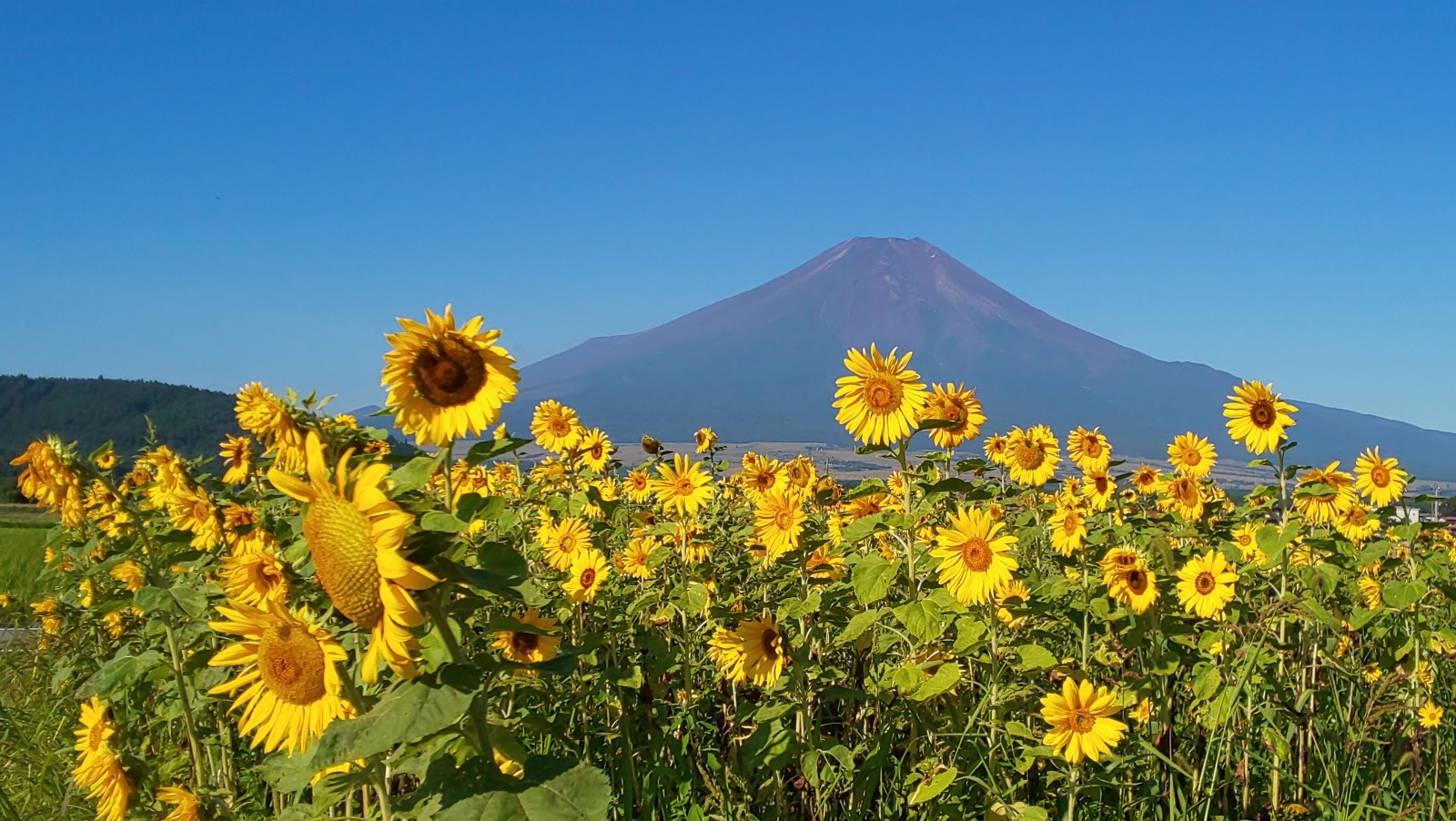 富士山周辺風景