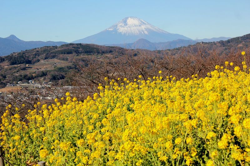 富士山画像記録