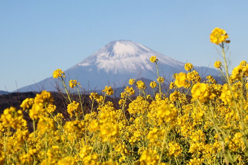 富士山画像記録