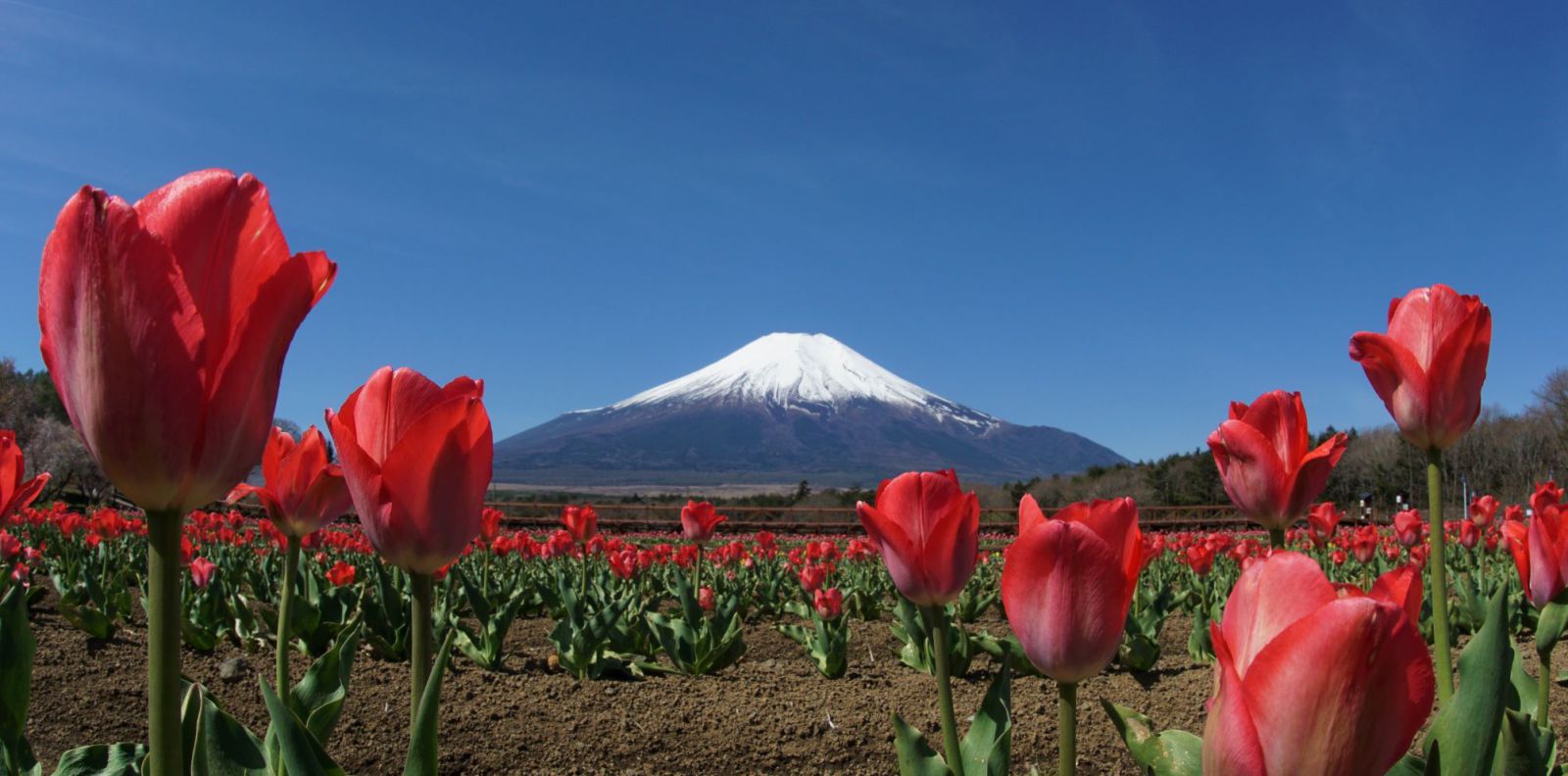 富士山画像記録