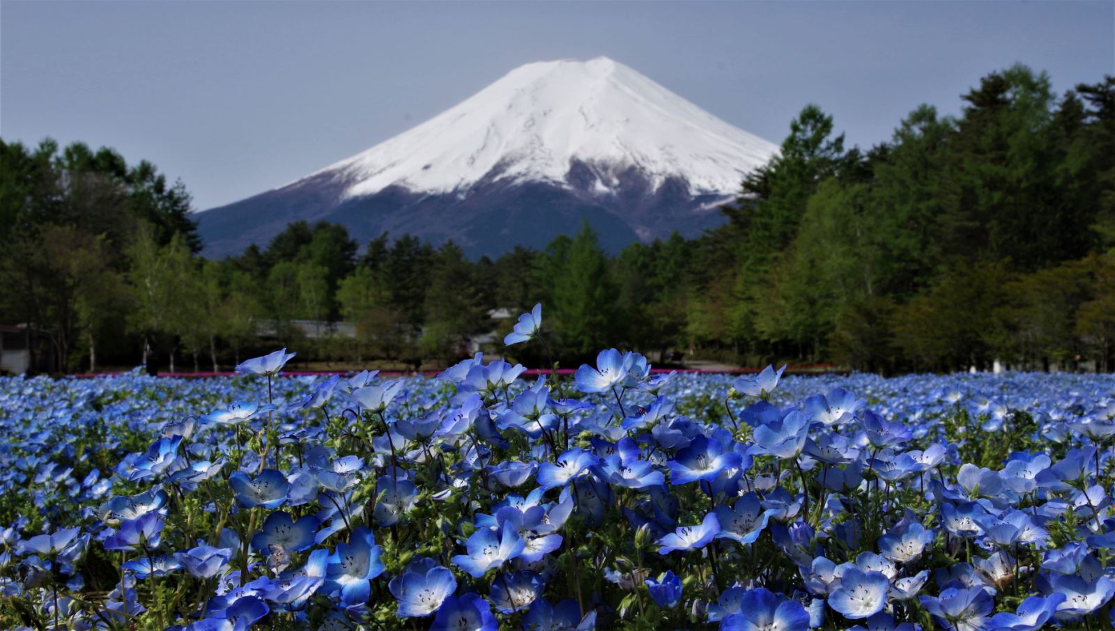 富士山画像記録