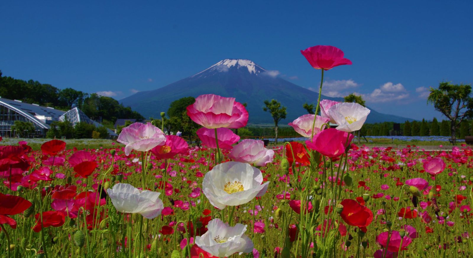 富士山画像記録