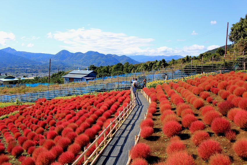 富士山画像記録