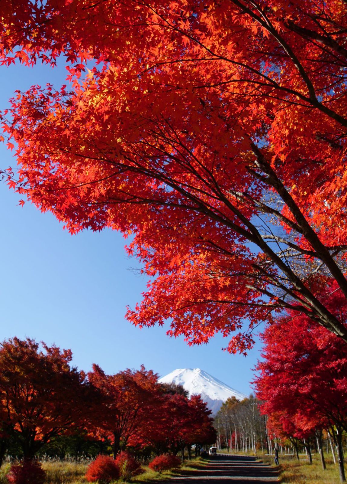 富士山画像記録