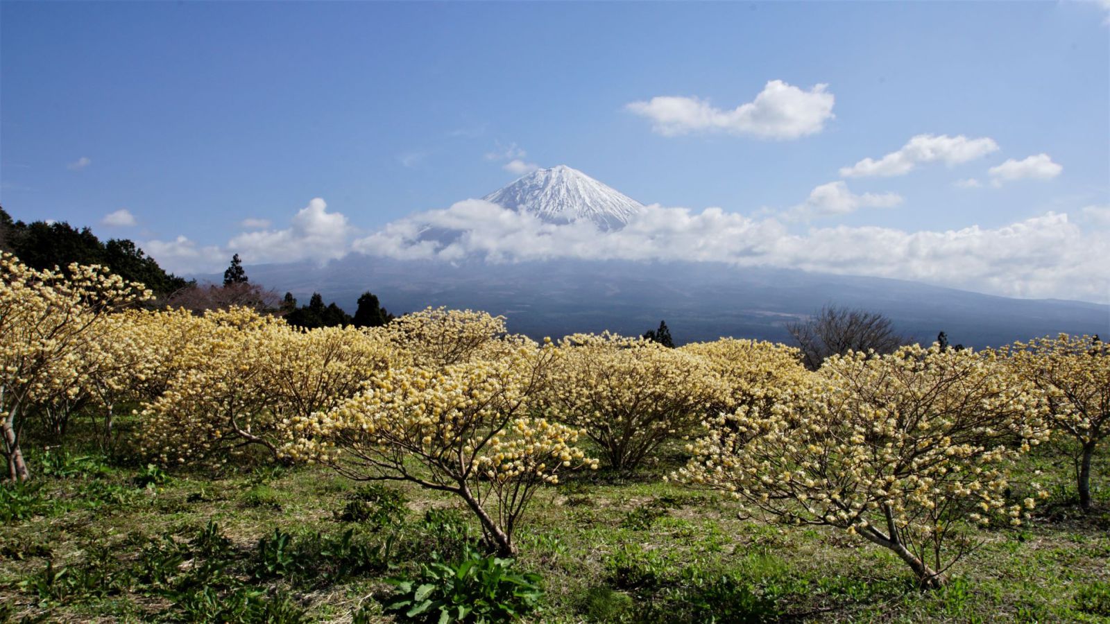 富士山画像記録