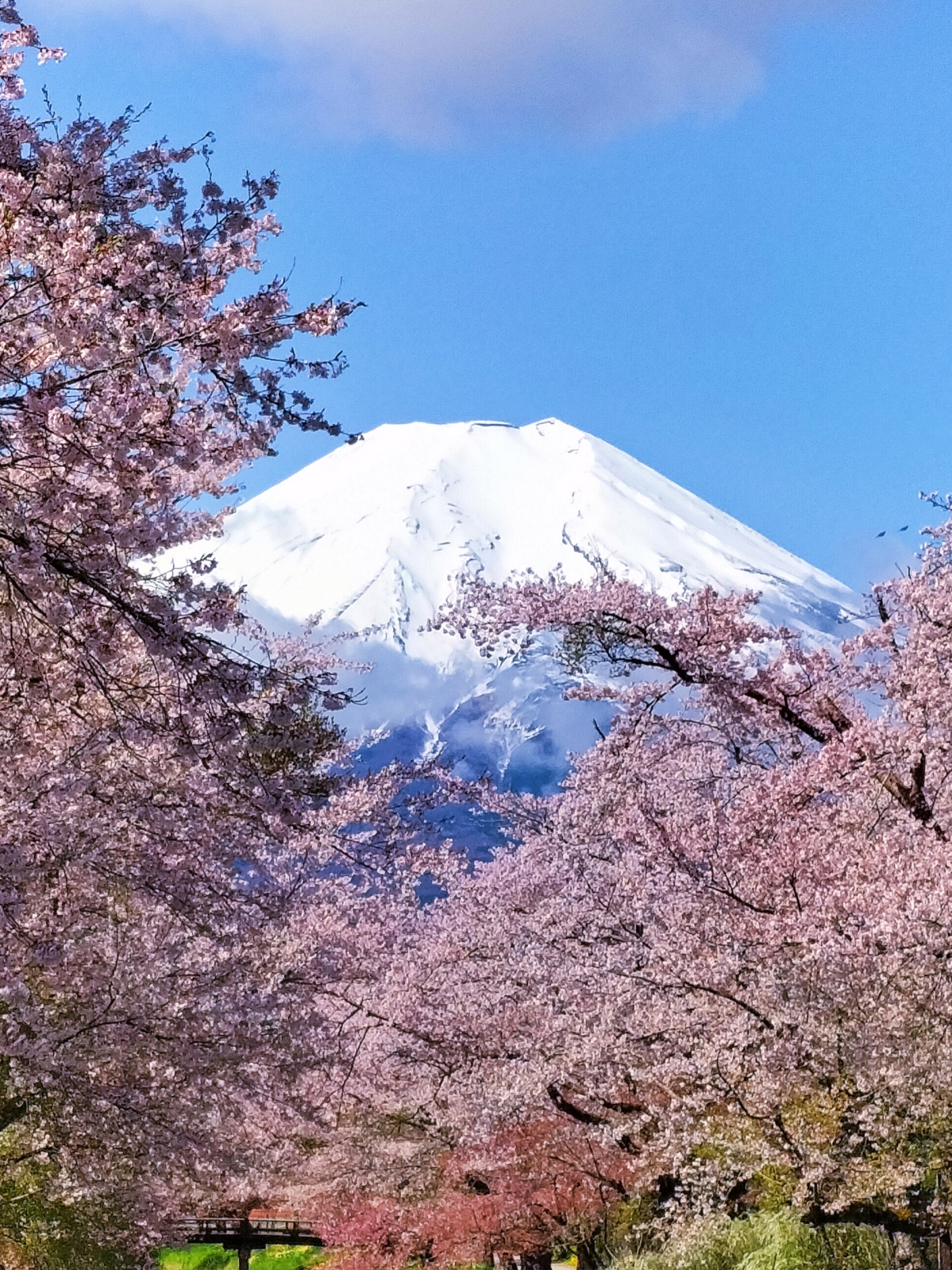 富士山画像記録