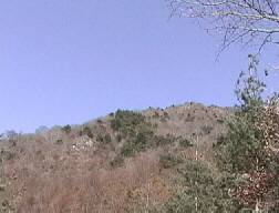 伐採地から雪頭ヶ岳方向を
